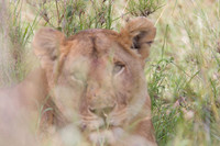 Wildlife